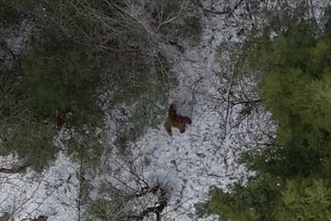 Sasquatch, Bigfoot or a Bear?