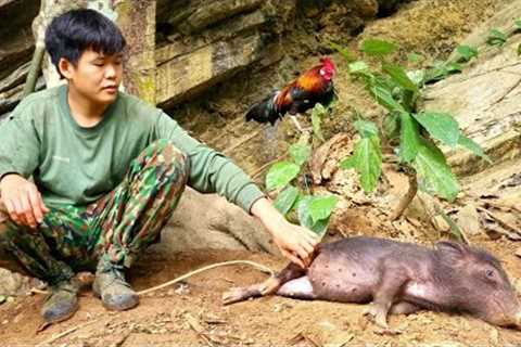 Survival skills, finding food for wild boars, wild chickens, surviving alone, survival instincts