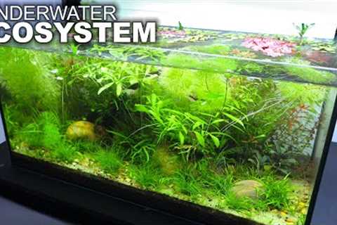 UNDERWATER ECOSYSTEM with NO TECHNOLOGY or WATER CHANGES (plants for filters)