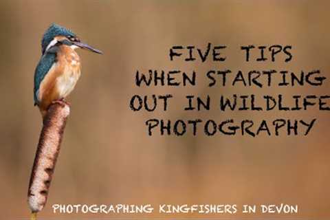 Photographing KINGFISHERS and DIPPERS on the RIVER OTTER - BEGINNER WILDLIFE PHOTOGRAPHY TIPS