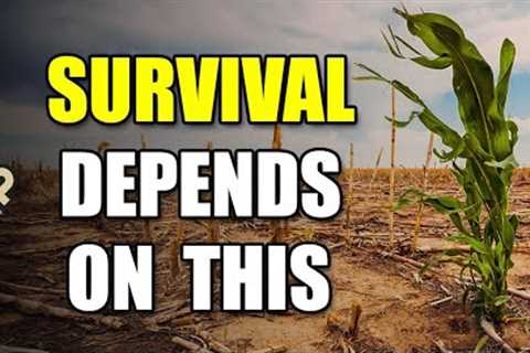 5 Critical Factors When Food Runs Out