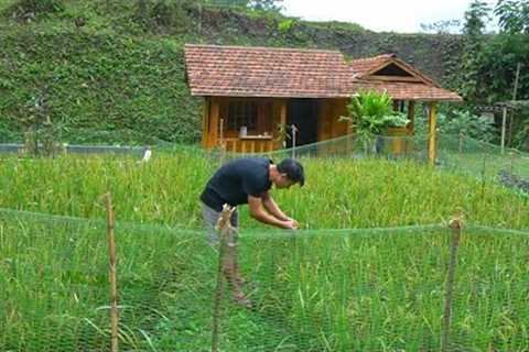 Wet rice plants after 69 days of care. Make a nest for laying hens, Cook delicious meals for piglets