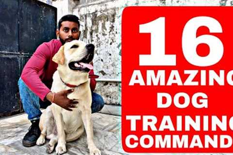 16 Best Dog Training Commands / Tricks that you can teach Your LABRADOR DOG