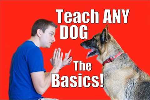 Dog Training Tips and Tricks for a Well-Behaved Dog