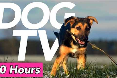 DOG TV - Beach and Forest Exploration Video for Dogs! (20 Hours)