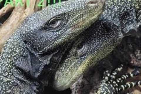 Breeding Croc Monitors Part 2 -pulling eggs from nest!