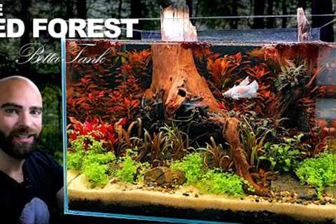 The Red Forest Betta Aquarium (no filter, no water change, planted tank Aquascape Tutorial)
