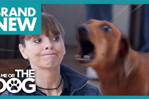Barking Mad Dachshund Hates when Owners Leave House | Full Episode