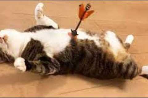 1 HOUR FUNNY CATS COMPILATION 2022 😂| The Best Funny Cat Videos!😸 😸