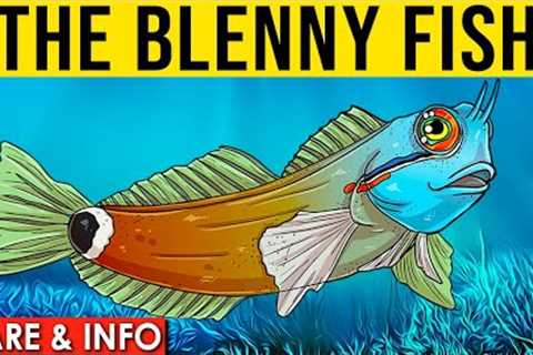 Blennies Info And Care | All About The Saltwater Blenny Fish
