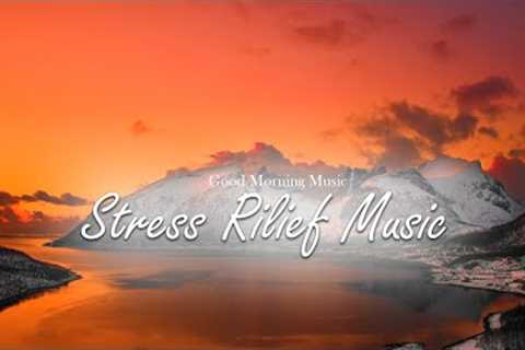 Morning Music Helps Relax the Mind, Reduce Stress Great - Birds Singing Peacefully