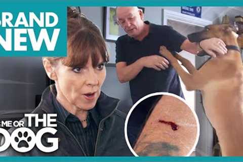 Uncontrollable 38 Kilo Dog Draws Blood | It's Me or The Dog