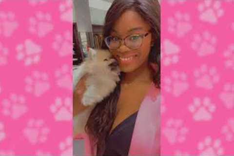 Celebrity Pawmeranian presents: A quick day in the life of a pet-store owner. ft. Pooh Bear