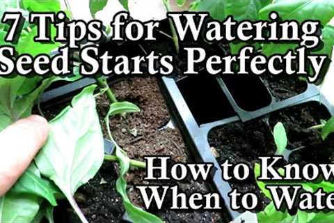7 Tips for Watering Indoor Seed Starts &amp; How to Know They Need Watering: A Seed Starting Series