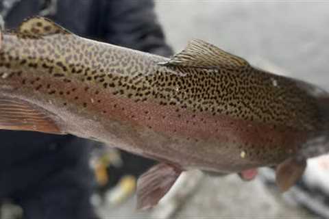 Steelhead Float Fishing Setup, Low Water Bumper Line Shot Pattern / Float Fishing Tips For Beginners