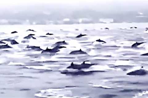 Marine Biologists Just Warned That Millions Of Animals Are Acting Strange &amp; Heading Towards Land