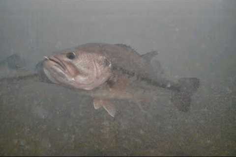 INSANE First Underwater Camera Ice Fishing 2022!