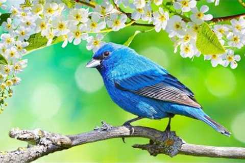 Relaxing Music - Music to Reduce Stress and Anxiety, Relaxing Music to Sleep - Birdsong Sounds 9