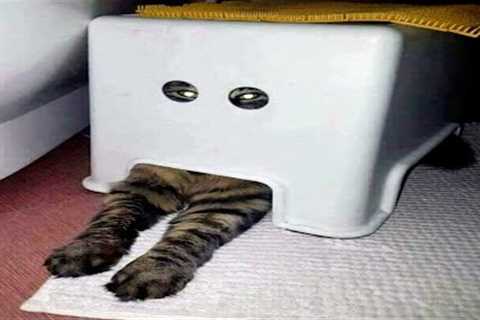 FUNNY CAT MEMES COMPILATION OF 2022 PART 74