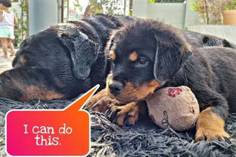 funny dog compilation 2022 | Rottweiler puppy | funny dog videos