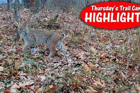 Rabbit hears Coyotes Howling, Daytime Bobcat, Buck Sleeps: Thursday's Trail Cam Highlights 12.22.22