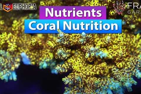 Nutrients - Coral Nutrition in a Saltwater Aquarium with Coral Euphira and Frag Garage