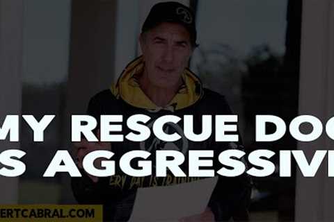Rescue Dog Aggressive to Other Dogs - Dog Training Advice