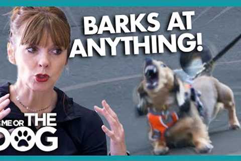 Tear-Away Tiggy Makes BIG NOISE on Walks | It's Me or The Dog