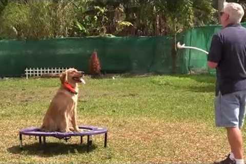 SECRET dog training technique that only top professionals use......