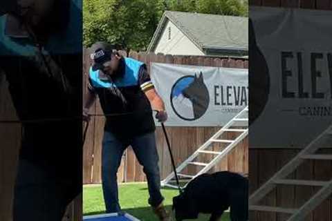 DOG TRAINING FUNDAMENTALS