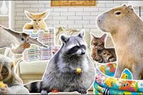 Animal World.