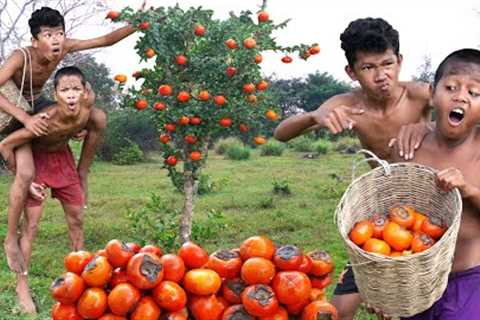 Meet rich fruit in the forest - Survival skills