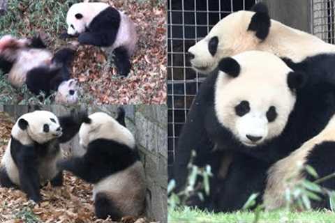 Animated action sequence play bout with boxing, rolling, scary bears Mei &amp; Qi Ji! 💫🐾🐼💕💥