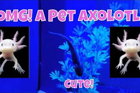 Polly's Pet Shop! Full of Exotic Pets! Wow!