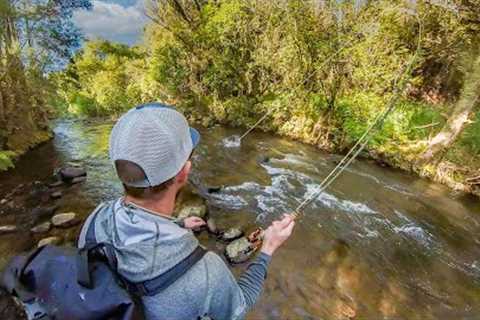 Epic Dry Fly Fishing for Brown Trout on a Small Stream