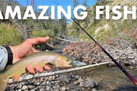 Persistence Paid Off on This Gorgeous Mountain Creek! (Tenkara Fly Fishing)