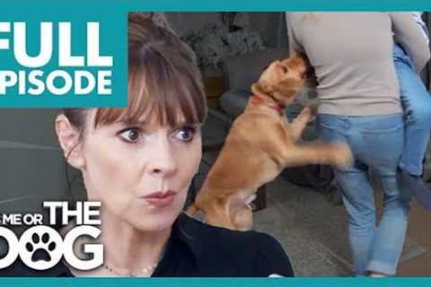 Uncontrollable Cocker Spaniel CLAWS for Attention | Full Episode | It's Me or The Dog