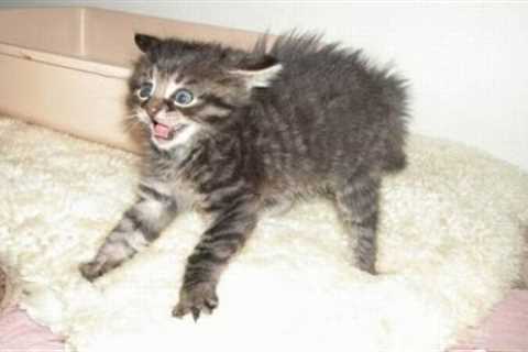 CAN YOU HOLD YOUR LAUGH? - Crazy CATS at their best - Funny and Cute!
