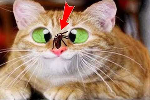 1 Hour of Funniest Cat Videos on the Planet #1 - Best Funny Animal Videos 2022
