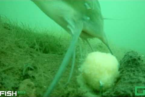 Freshwater Catfish and Buffalo Fried Catch &amp; Cook! (WITH UNDERWATER VIDEO)