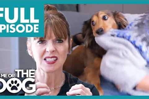 Dachshund Sees People as GIANT Chew Toys | Full Episode | It's Me or The Dog