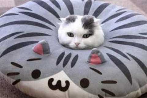 Very FUNNY CATS - Super HARD TRY NOT TO LAUGH challenge