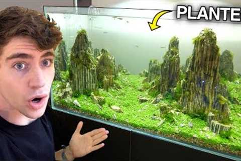 The ULTIMATE Freshwater AQUARIUM??... (rare fish too)