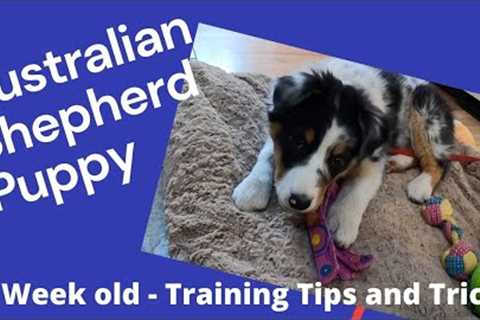 Australian Shepherd Aussie Puppy Training Tips and Tricks 11 weeks old MUST SEE