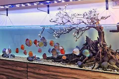 Most Beautiful Discus Fish Tank | Romantic Queen of Freshwater By Resha Atmaja