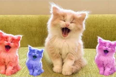 1 Hour of Funniest Cat Videos on the Planet - Best Funny Animal Videos 2022