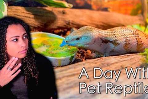 A Day In The Life of a Reptile Keeper | Daily Reptile Routine