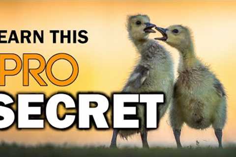 THE NO 1 WILDLIFE PHOTOGRAPHY TIP