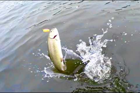 Wide Open SoCal Trout fishing in the SNOW [Silverwood Lake]