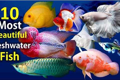 10 Most Beautiful Freshwater Fish for Aquarium